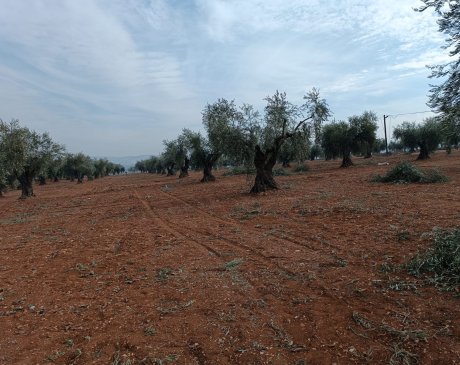 Zeytinyağı